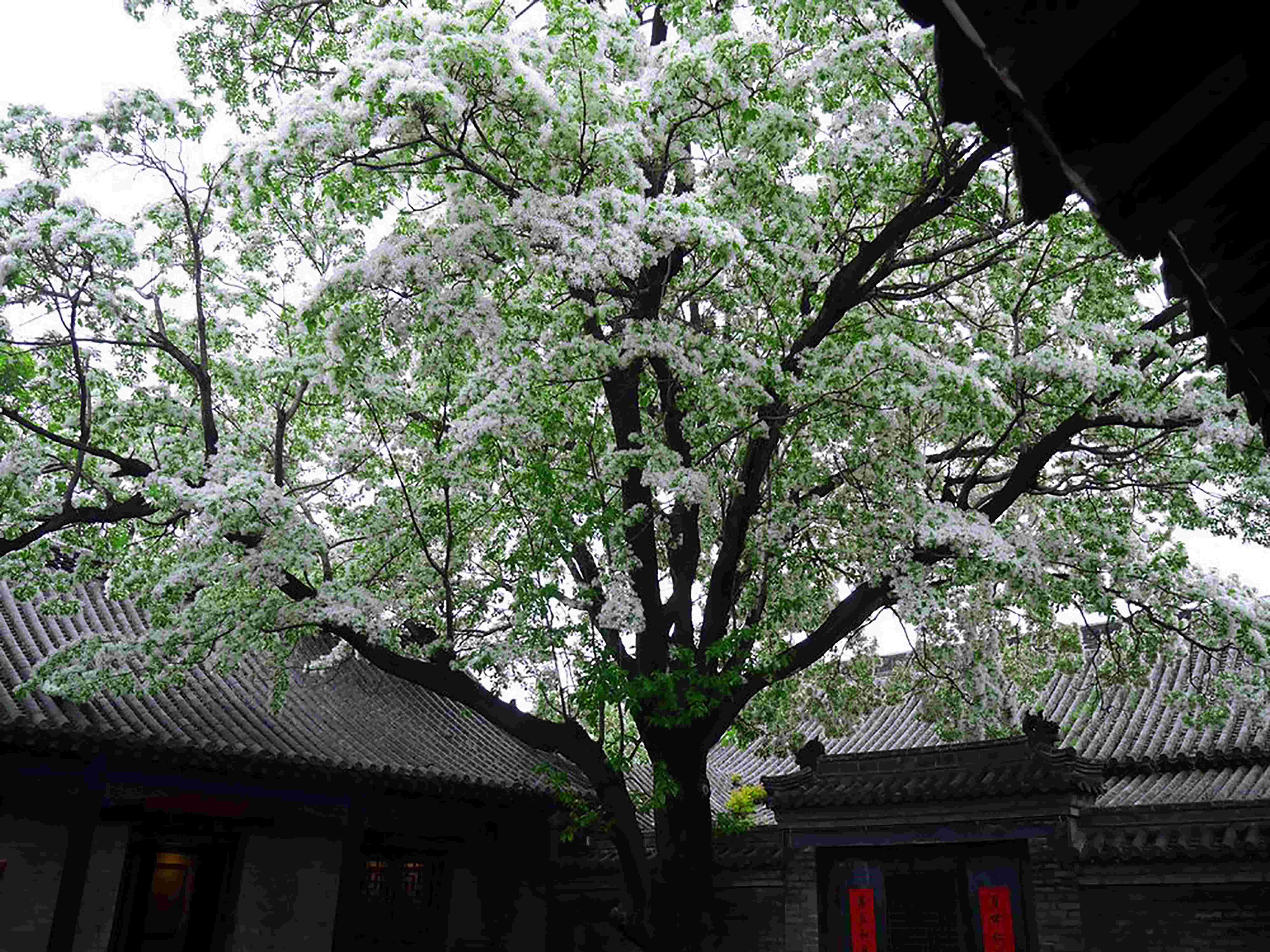 孟府流蘇(1)(1) 孟府流蘇(1)(1)