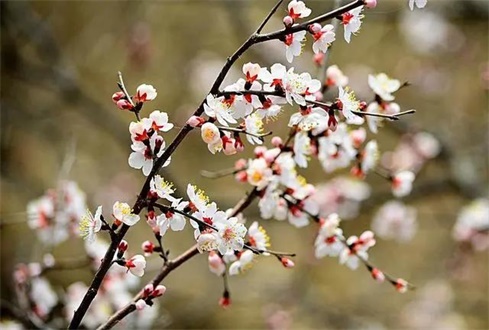 吃喝玩樂(lè)不遠(yuǎn)行，帶你一卡游濟(jì)寧！濟(jì)寧旅游惠民卡送您一個(gè)春天（附辦卡攻略）