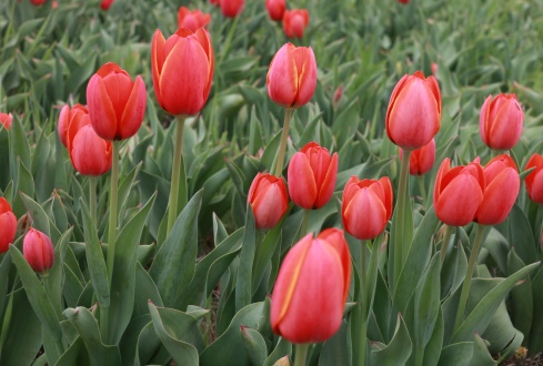 當(dāng)好排頭兵主力軍 濟(jì)寧國(guó)有企業(yè)改革“倒計(jì)時(shí)